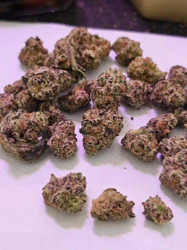 Customer's Biscotti THCA Flower showing many small, dark green, and purple-tinted buds spread on a white surface.