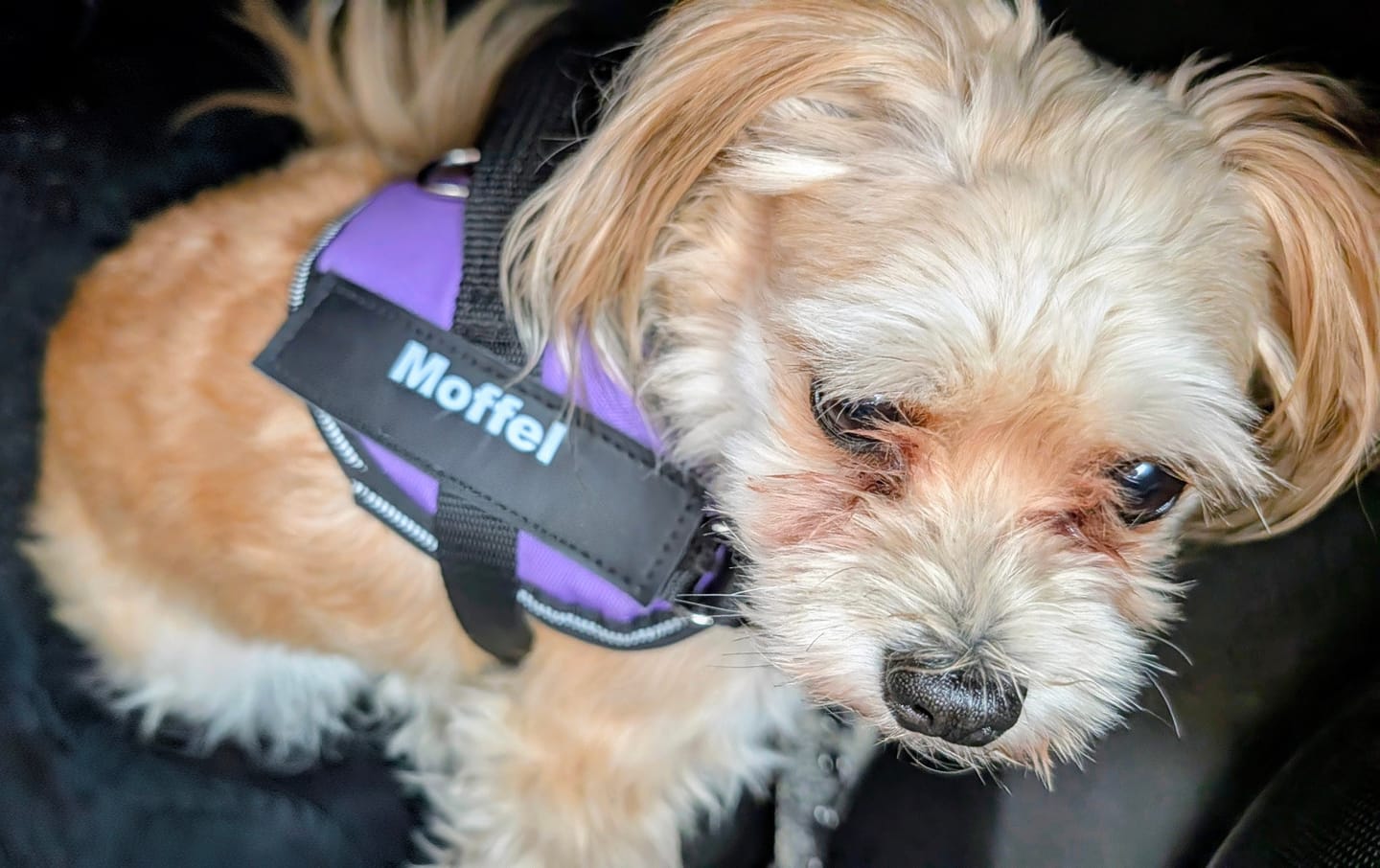 Customer photo review of PawGuard - Gepersonaliseerd Hondentuigje