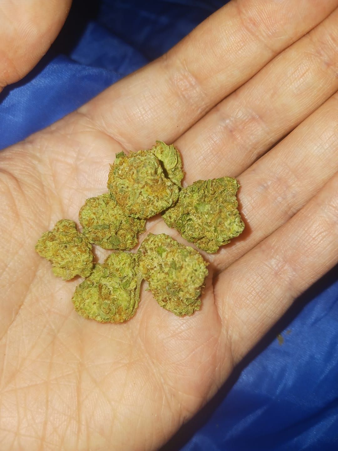 Customer photo review of Raspberry Kush - 28 Grams - Indica