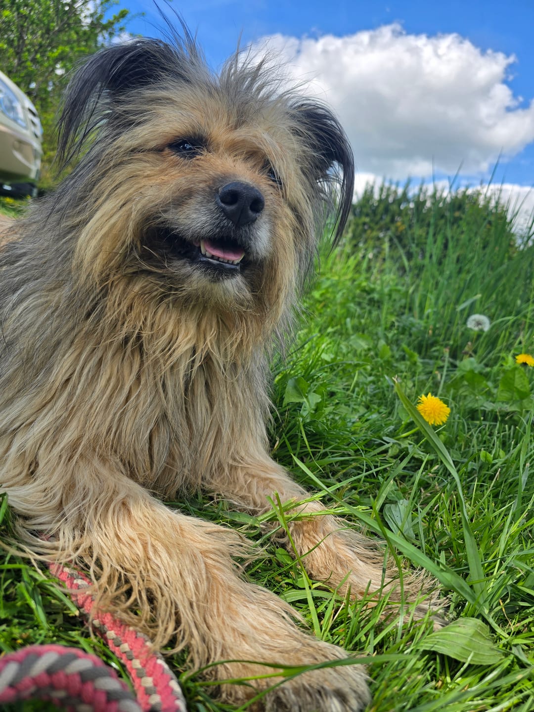 Customer photo review of Pâtée Boeuf & Légumes (x9) - Chien