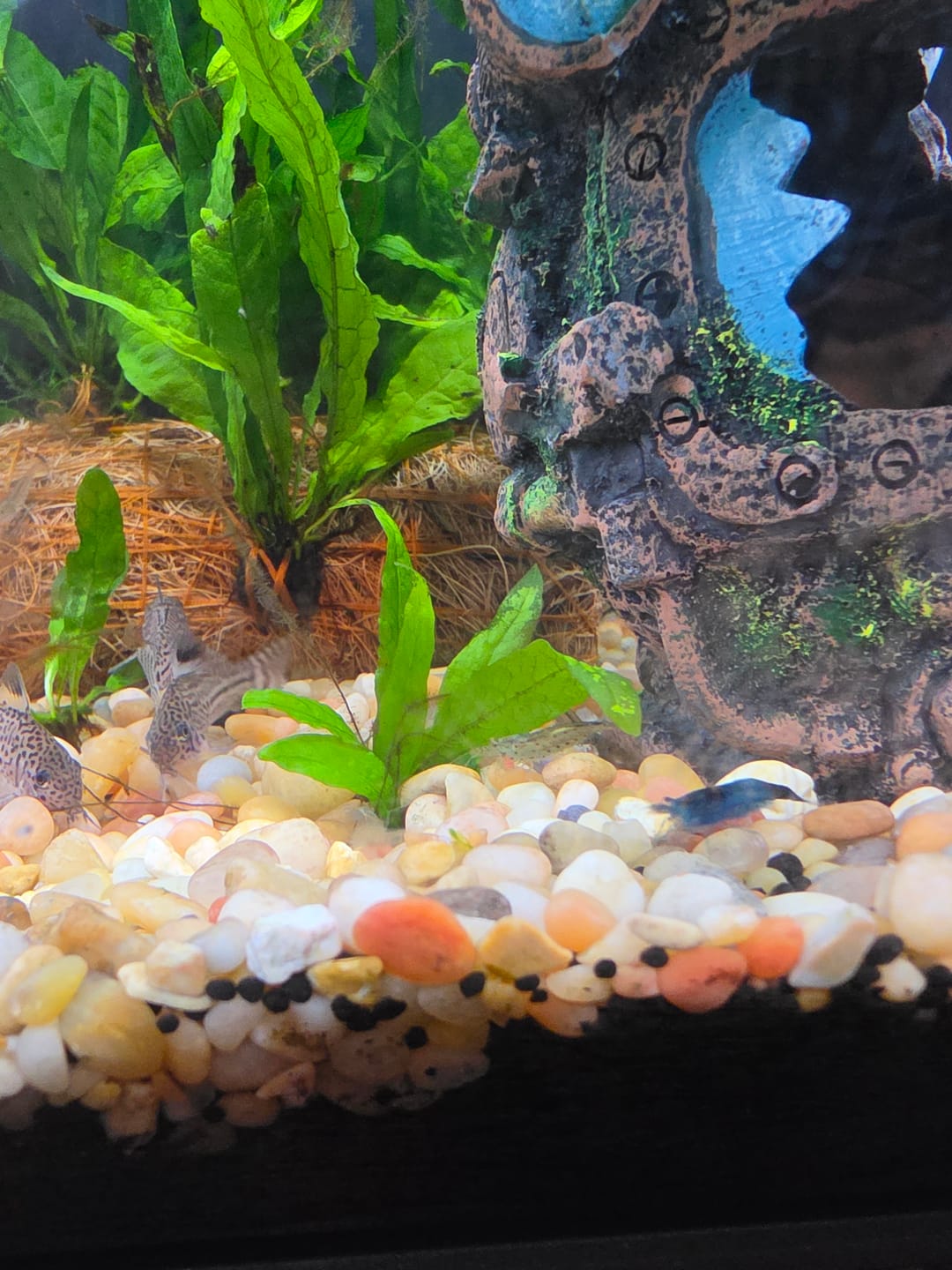 Customer photo review of Amano Shrimp