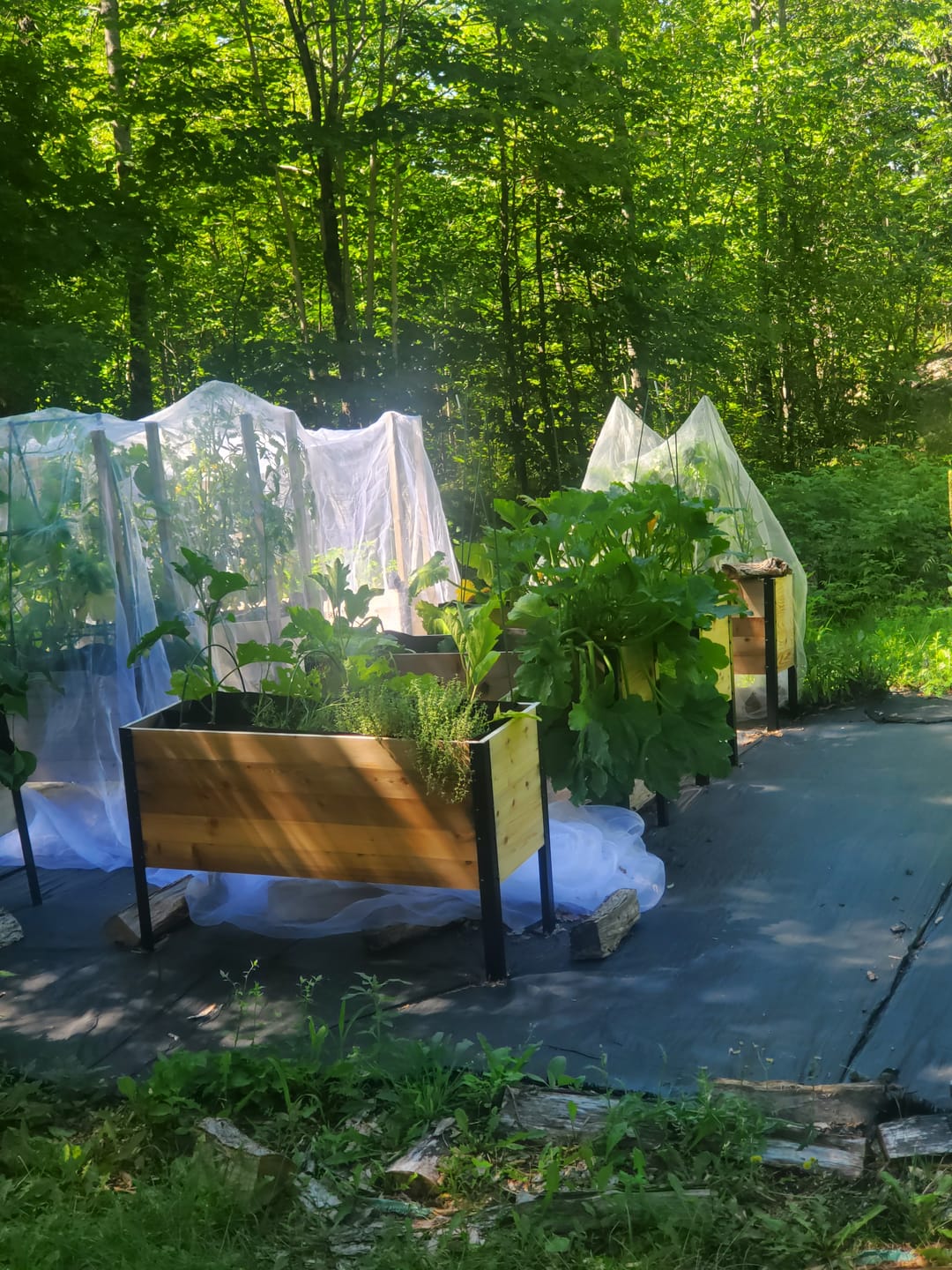 Customer photo review of 18" x 48" Raised Garden Bed - 30" TALL - Select Grade