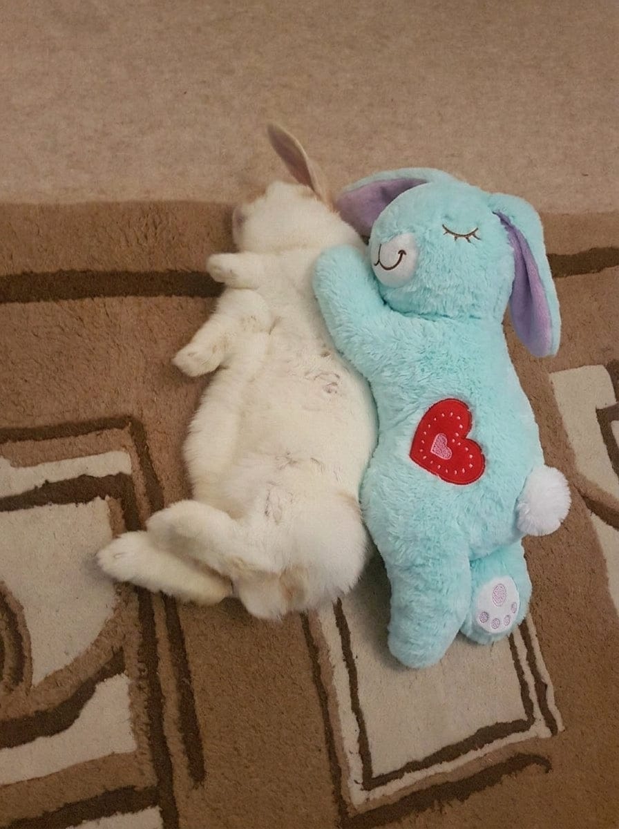 Customer photo review of Calming Plush for Bunnies