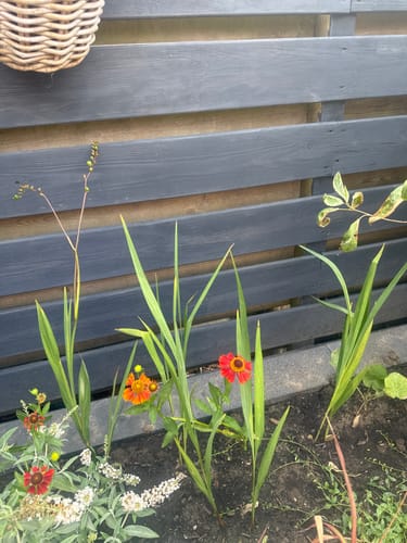Customer photo review of Montbretia - Crocosmia 'Lucifer' TIP