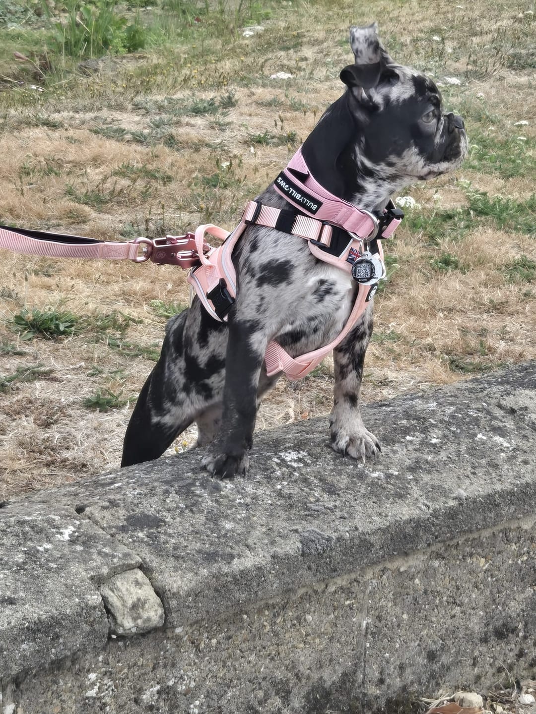 Customer photo review of 2.5cm Combat® Collar | With Handle & Secure Clip - Pink