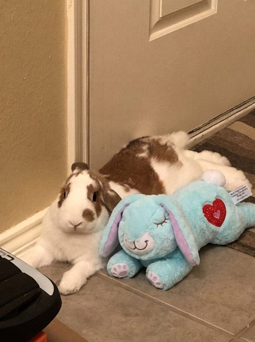 Customer photo review of Calming Plush for Bunnies