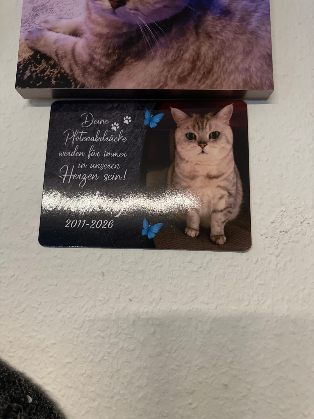 Customer photo review of Katzen Gedenktafel mit Foto & Spruch (UV- & Wetterfest)