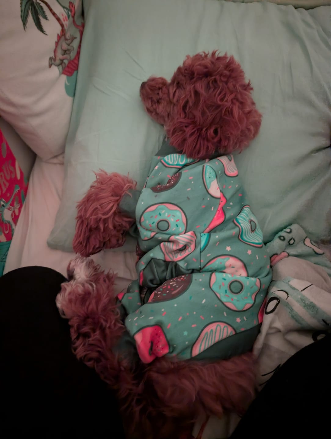Customer photo review of Dog Pajama - Donuts