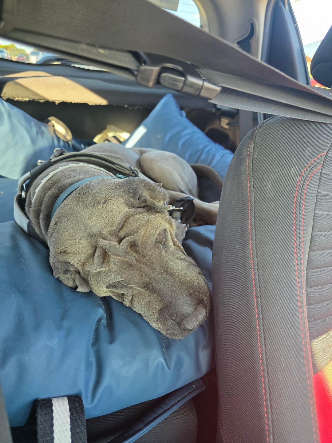 Customer photo review of The Dog Dock V2 New & Improved with ISO Fix