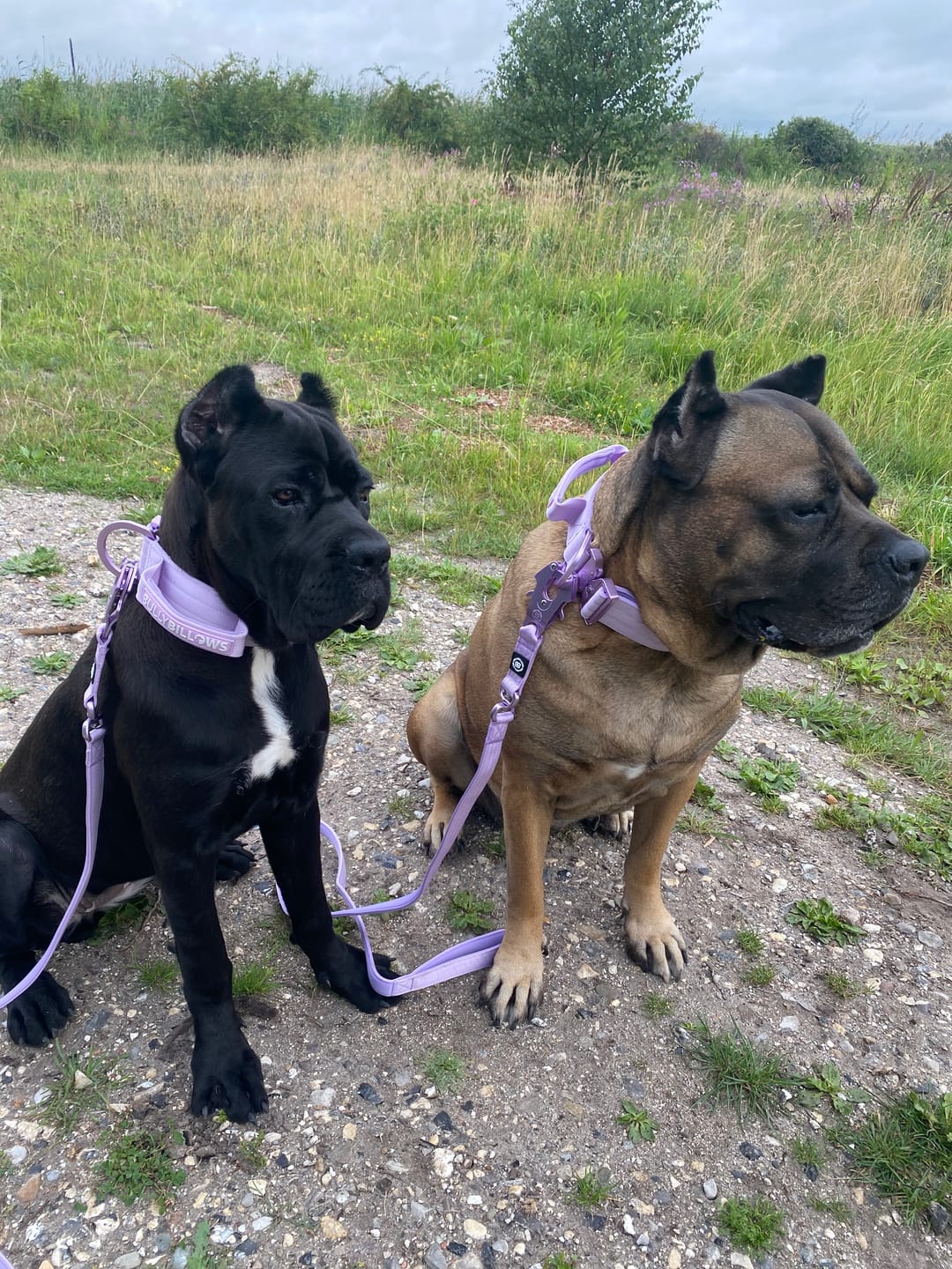 Customer photo review of 1.4m Lighter Swivel Combat Leash | Anti-Tangle & Secure Clip - Lavender X Ube