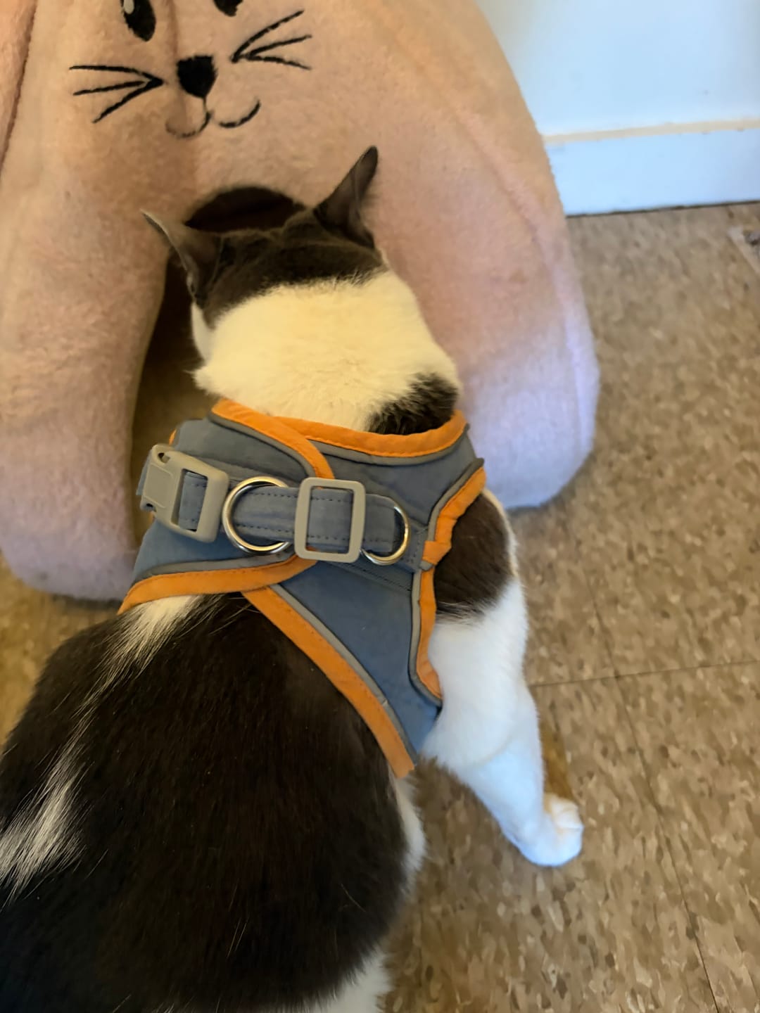 Customer photo review of Escape-Proof Cat Harness + Leash