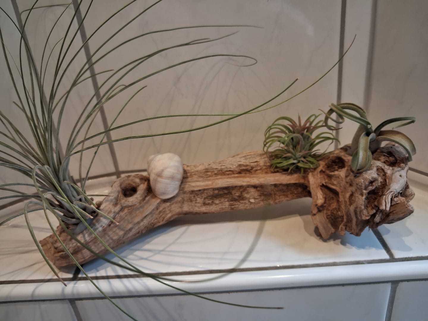 Customer photo review of Tillandsia ionantha 'Red Marble'
