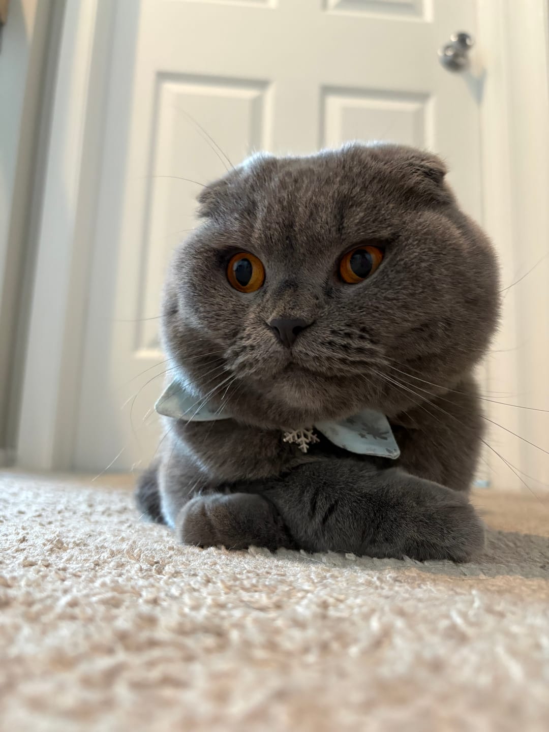 Customer photo review of Winter Snowflake Cat Collar with Charm