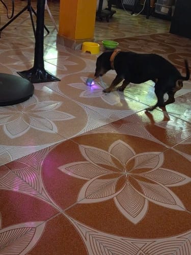 Customer photo review of Pelota Interactiva para Perros y Gatos – Movimiento Automático + Carga USB-C