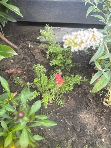 Customer photo review of Gewoon duizendblad - Achillea millefolium 'Paprika'
