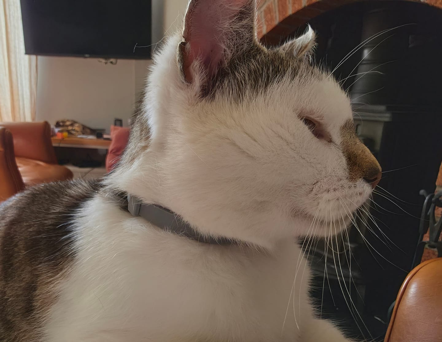 Customer photo review of BIO-COLLAR™ - 8 Months Natural Flea & Tick Protection