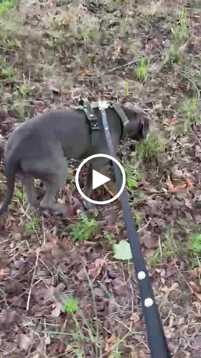 Customer video review of Easy Walk Extreme Khaki - Sele med snabbspänne
