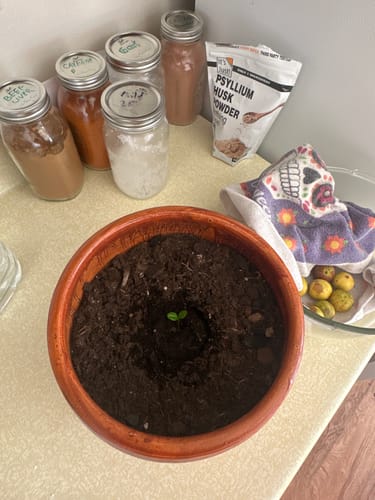 Customer photo review of Organic Key Limes 3 lbs