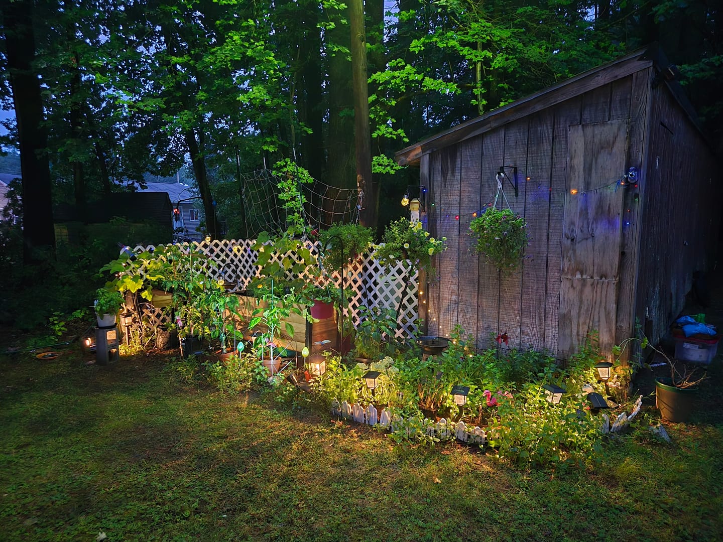 Customer photo review of 11.5″ x 24″ Shallow Root Raised Garden Bed - 30″ TALL / Garden Grade