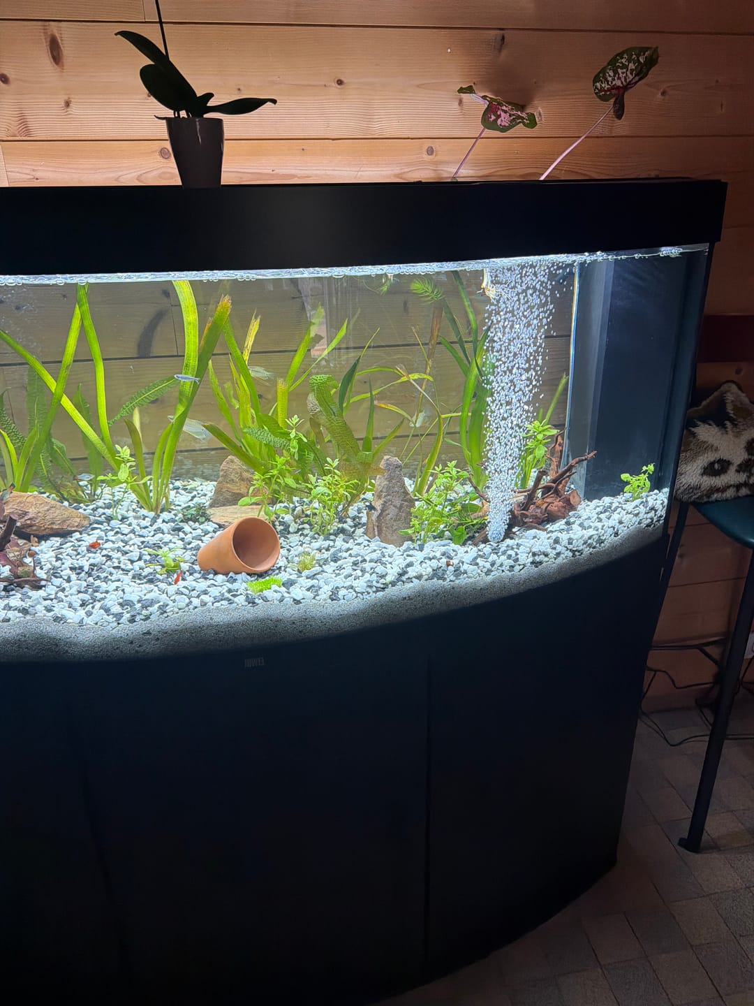 Customer photo review of Aquarium Vision 450 LED Noir Tout Équipé JUWEL - 450L