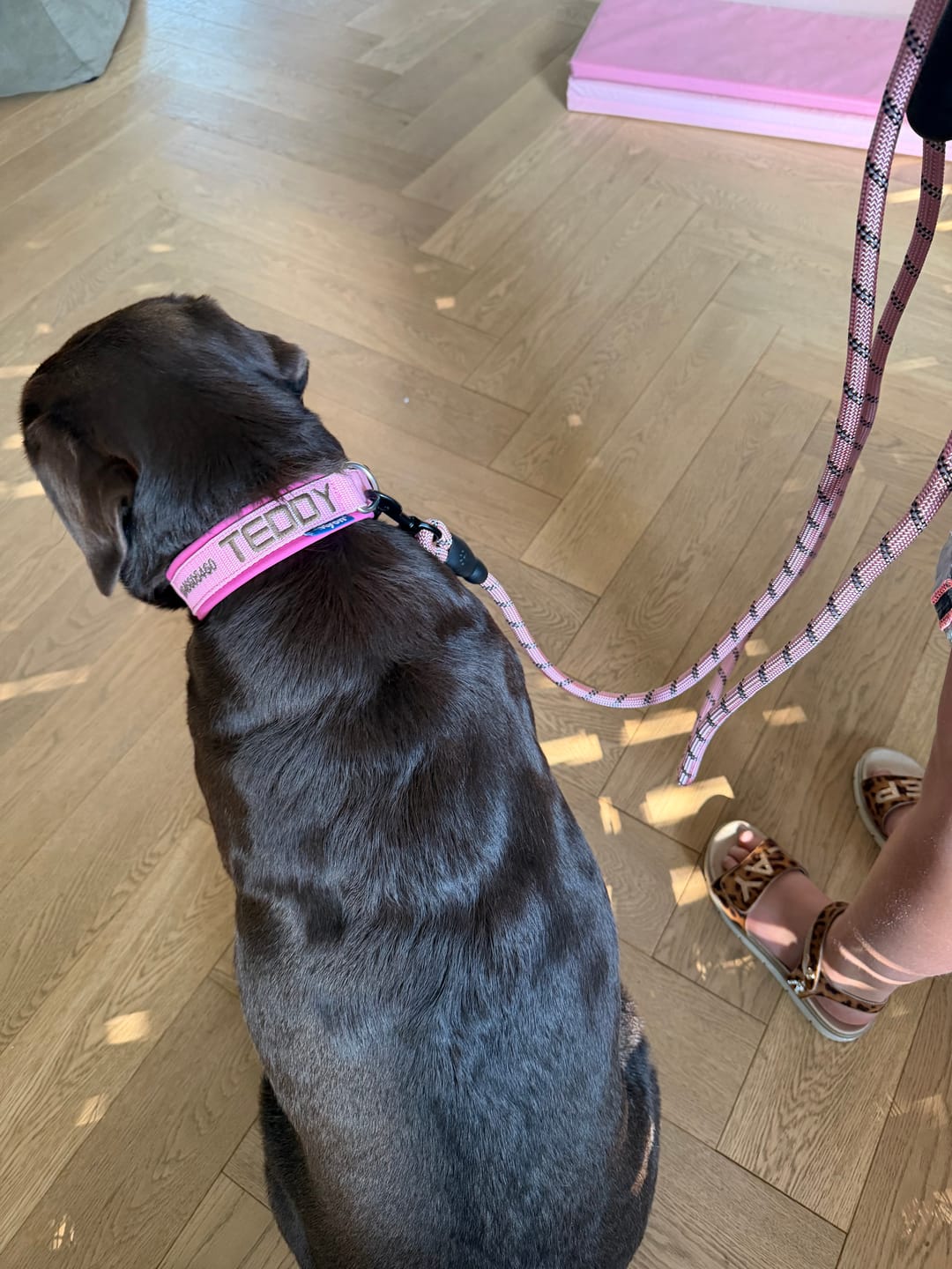 Customer photo review of Personalised Dog Collar with Name - Neoprene - M | 3.5 cm width