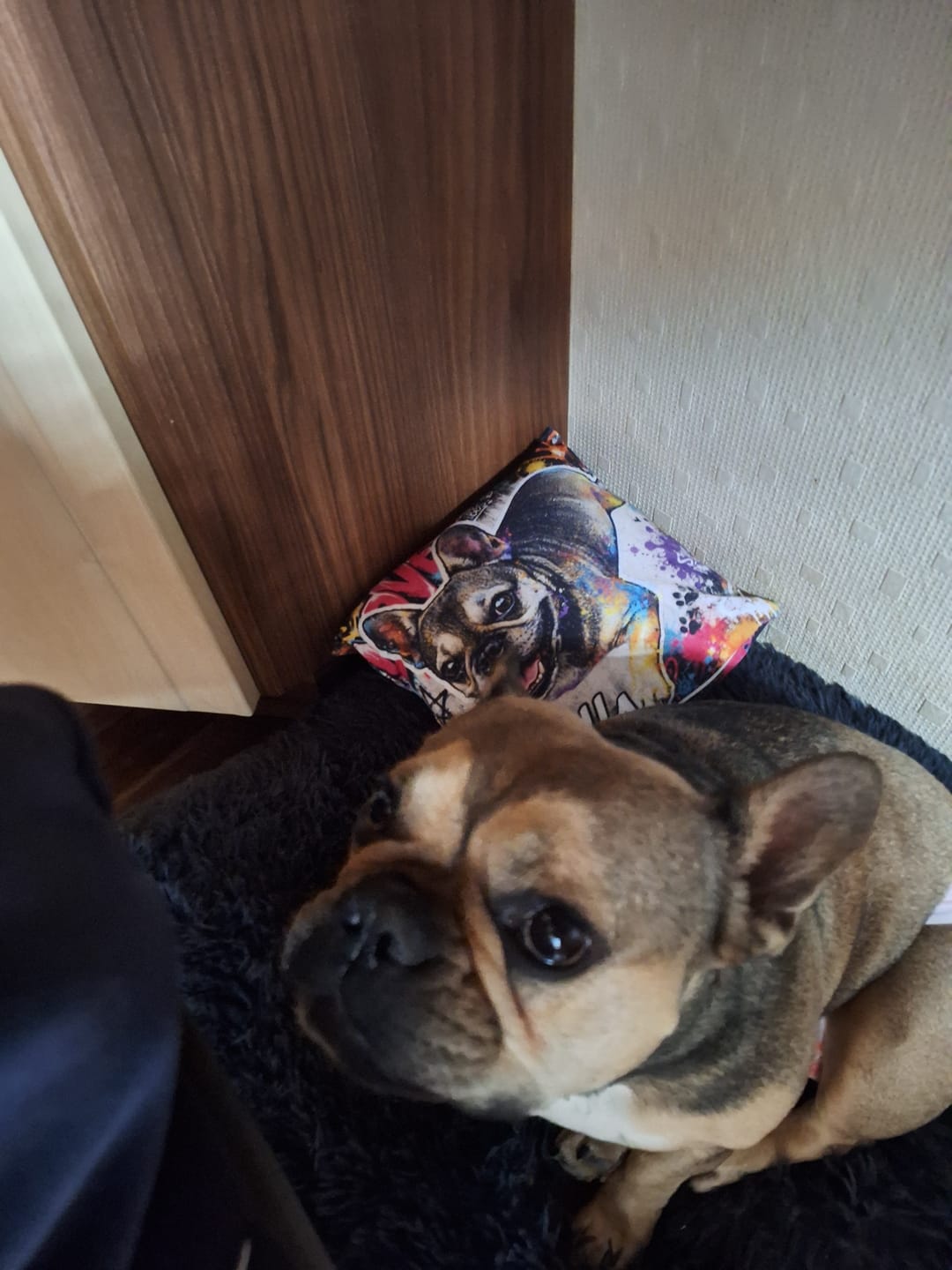 Customer photo review of Dein Haustier als Kissen - Graffiti