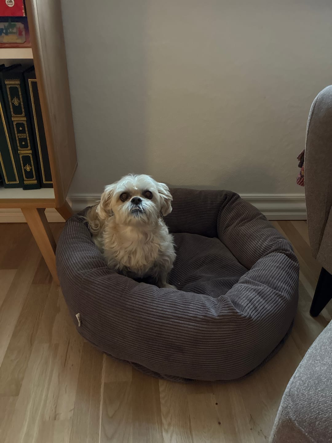 Customer photo review of Staey - Luna 3.0 Hundeseng, Taupe Fløjl