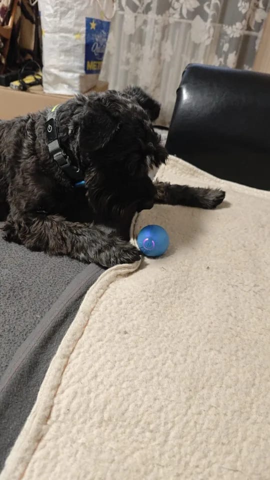 Customer photo review of Pelota Interactiva para Perros y Gatos – Movimiento Automático + Carga USB-C