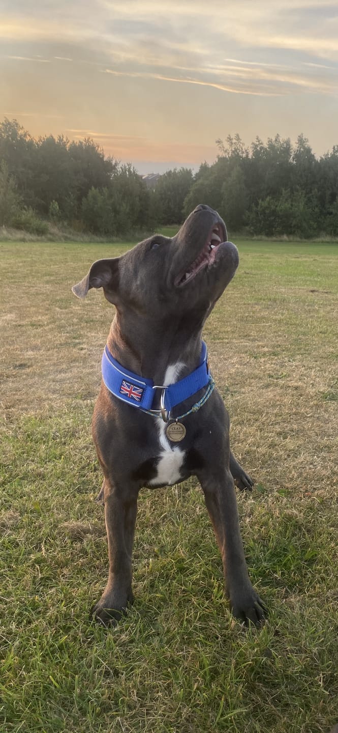 Customer photo review of Staffordshire Bull Terrier 1935® Martingale Collar - Royal Blue