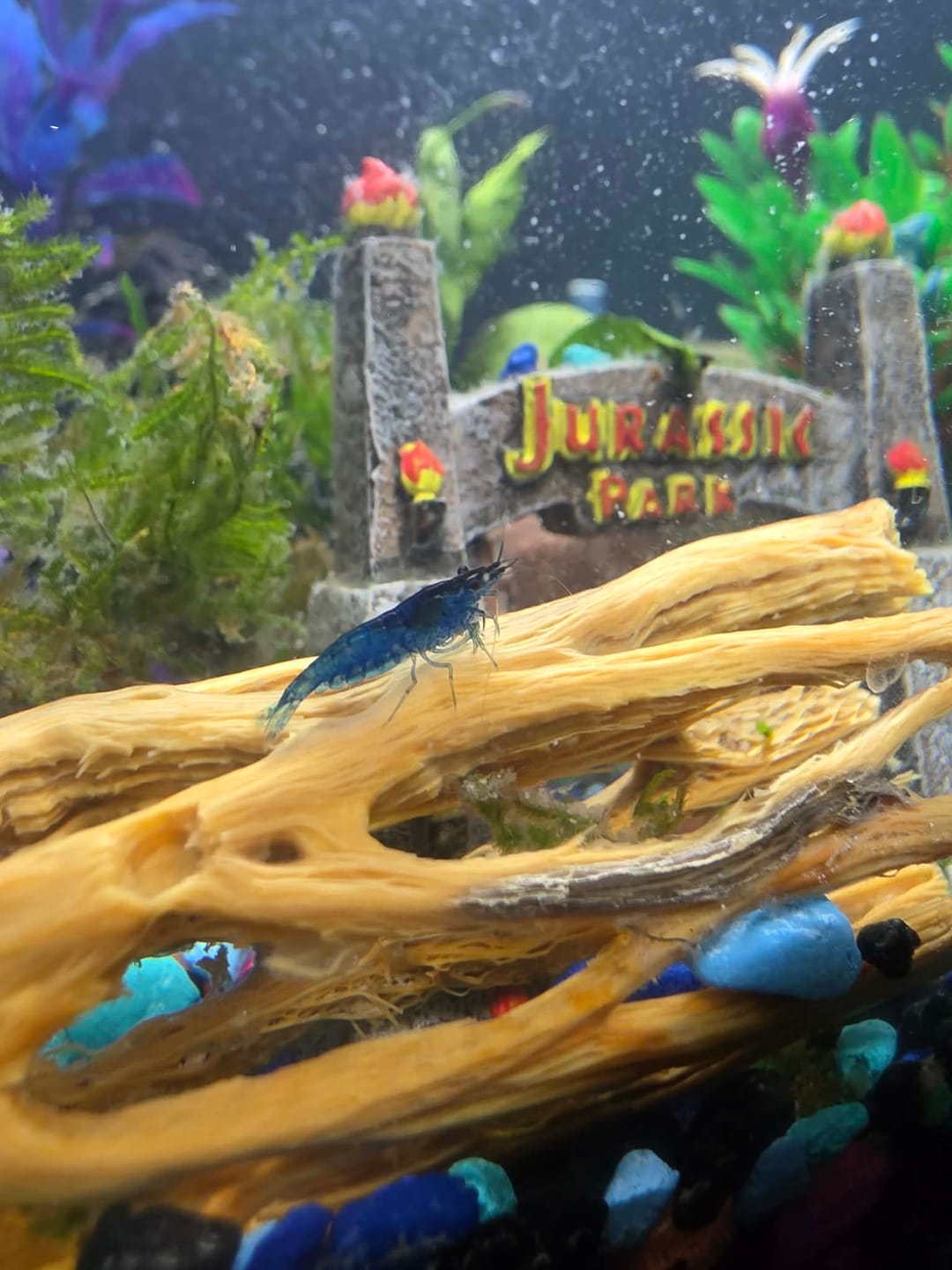 Customer photo review of Skittles Shrimp