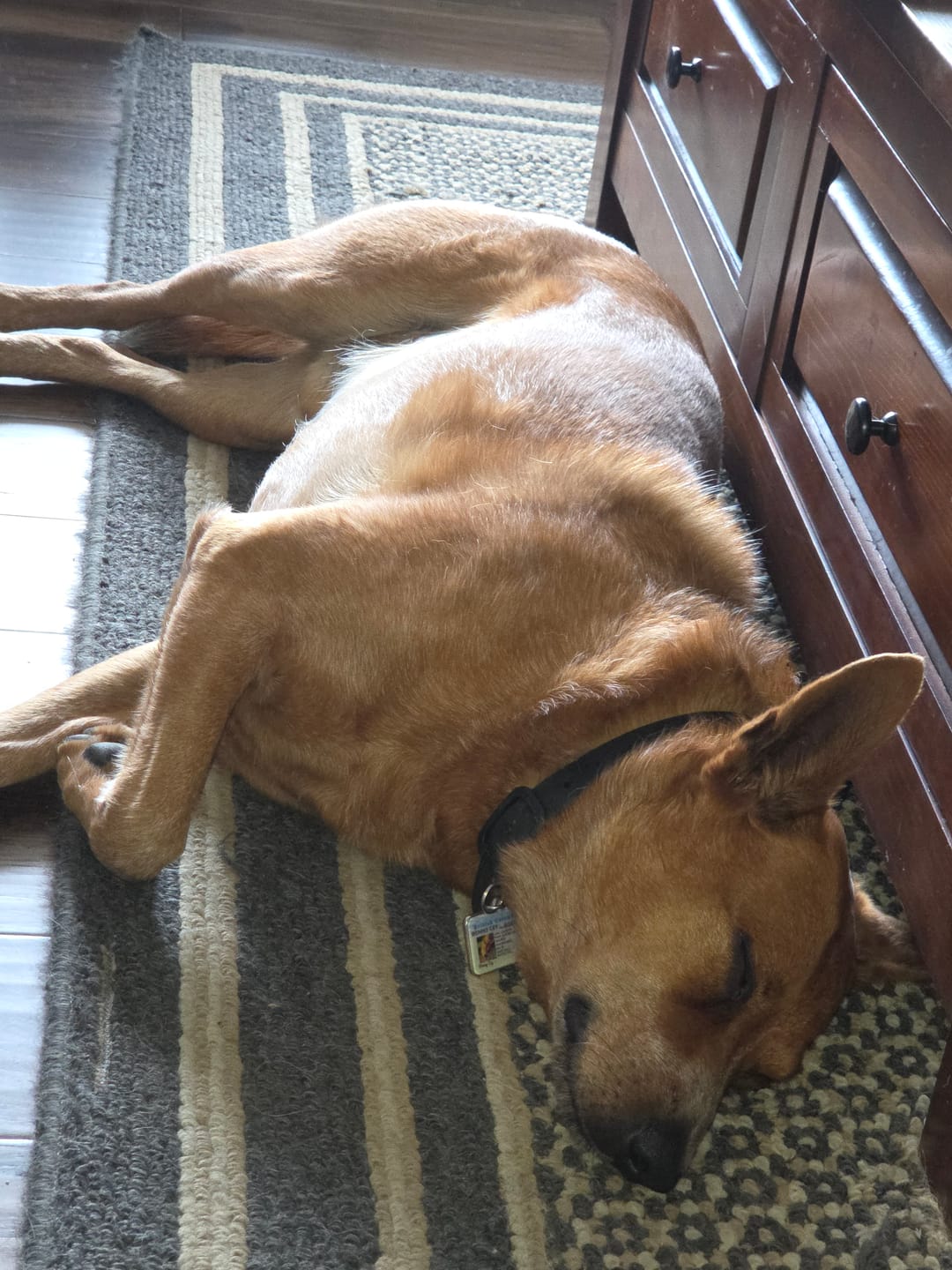 Customer photo review of 10-12 Inch Champion Chew