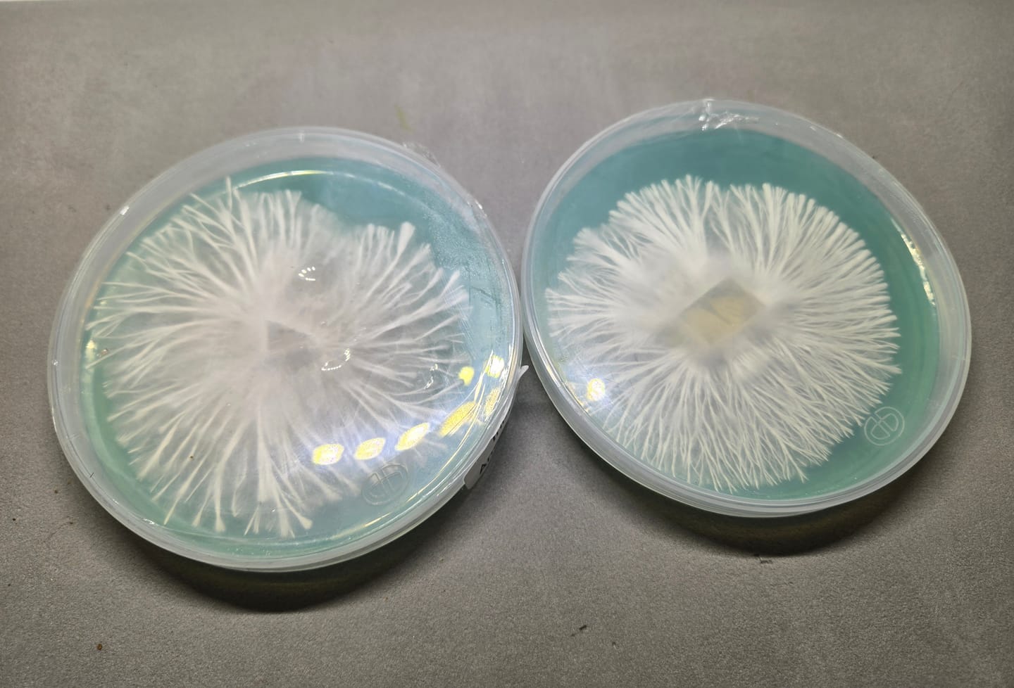 Customer photo review of Autoclavable/Reusable 90mm*15mm Polypropylene Petri Dish