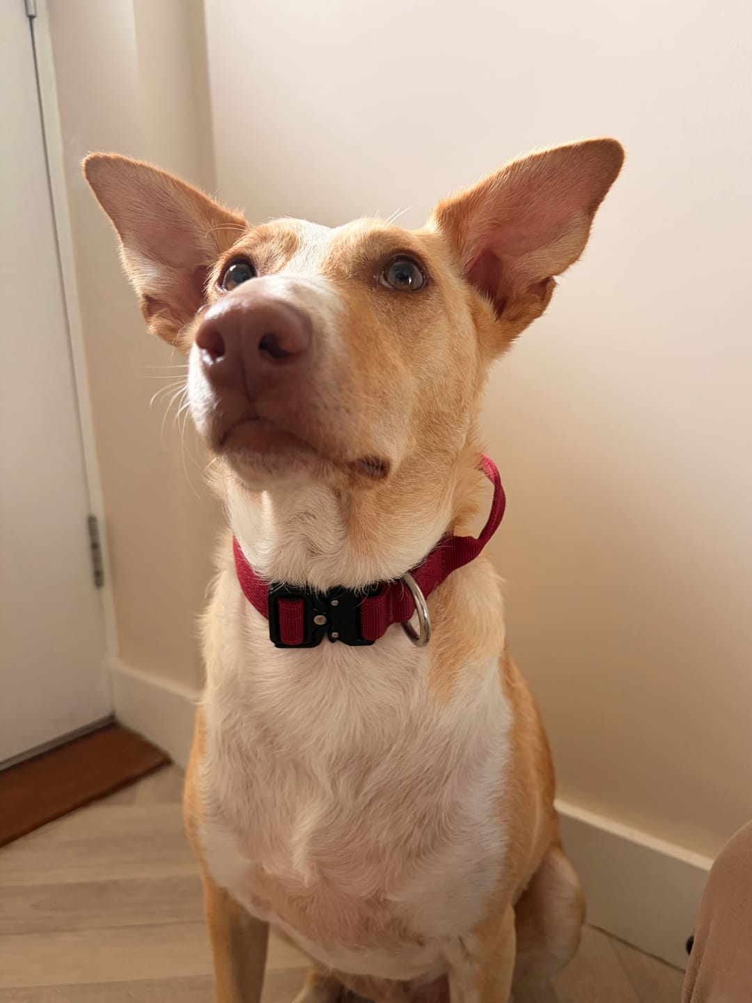 Customer photo review of 2.5cm Combat® Collar | With Handle & Secure Clip - Burgundy