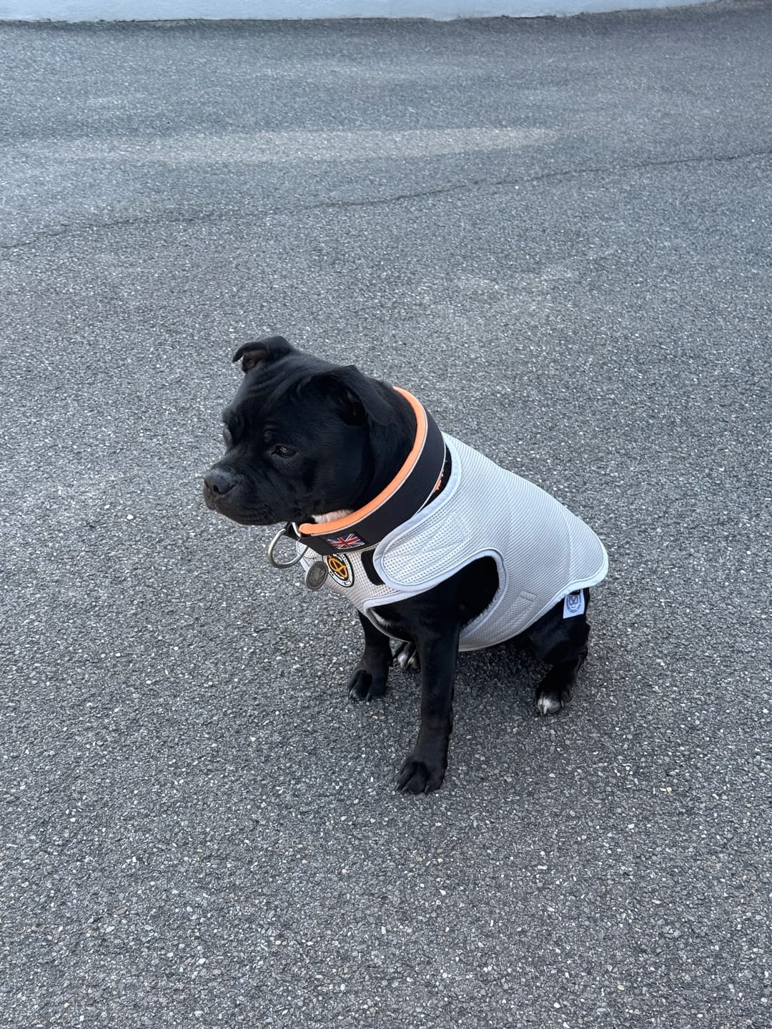 Customer photo review of Staffordshire Bull Terrier 1935® Cooling Vest