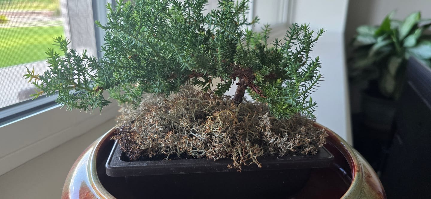 Customer photo review of Lichen - Revita-Moss (Cladonia arbuscula)