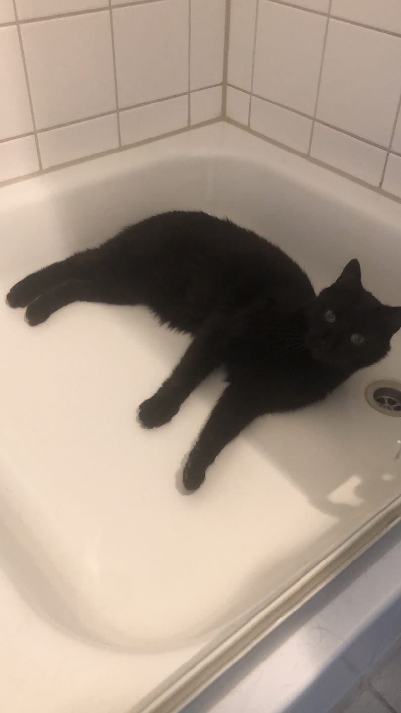 Customer photo review of Zpot-on für Katzen gegen Zecken, Flöhe, Milben & Mücken [Jahresvorrat]