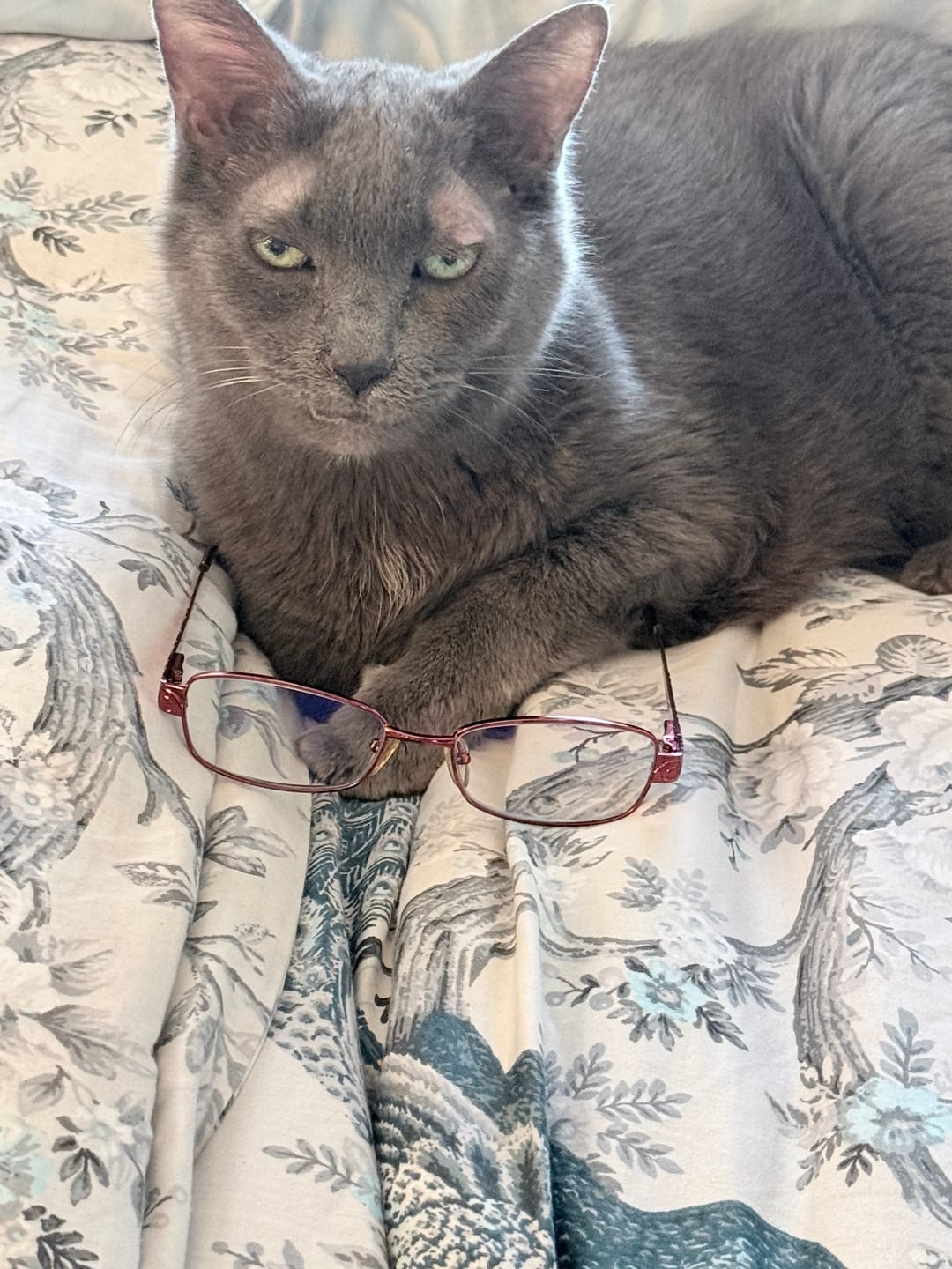 Customer photo review of KING KALM CBD 75mg - Cat & Small Dog Formula  20lbs or less
