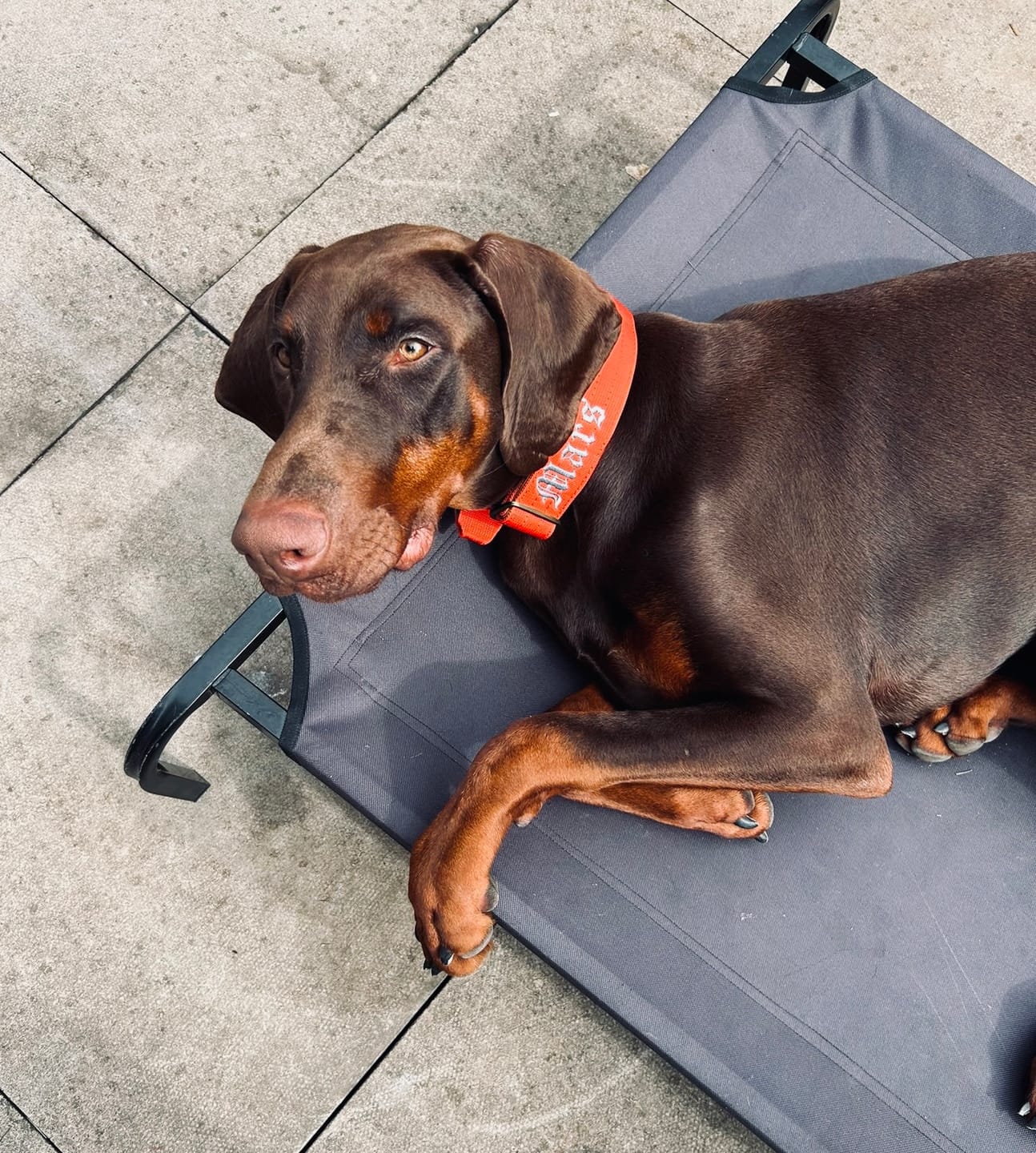 Customer photo review of 4cm LIGHTER Combat® Collar | With Handle & Secure Clip - Burnt Orange X Khaki