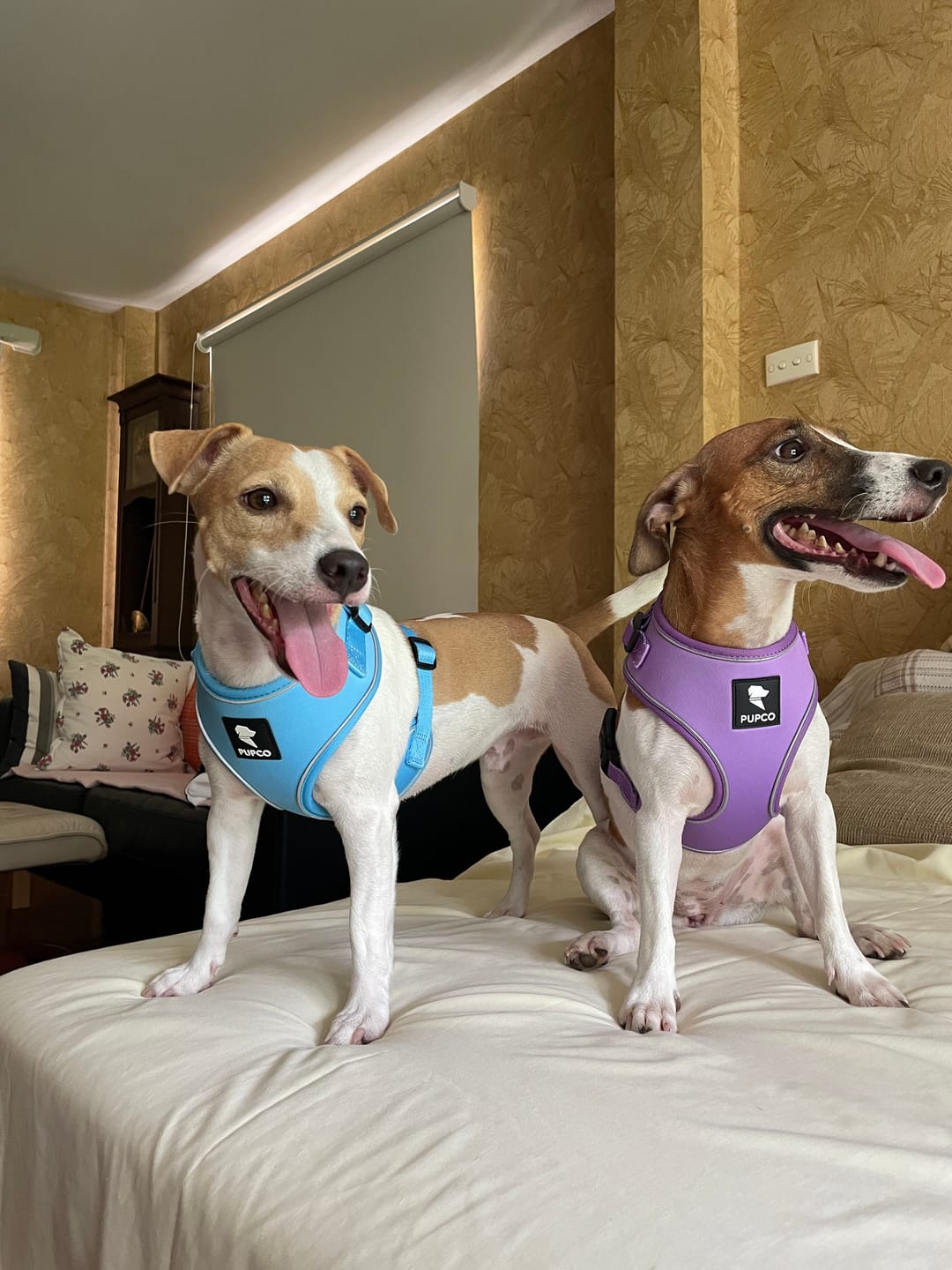 Customer photo review of Air-Lite Harness - Sky blue