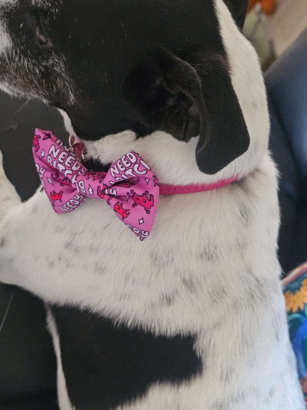 Customer photo review of Needy bi**h bow tie