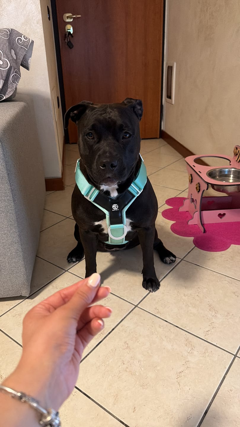 Customer photo review of Pettorina Crime 3.0