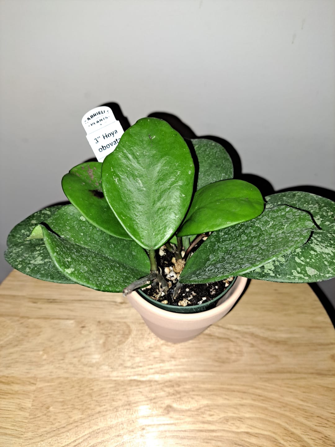 Customer photo review of Hoya obovata