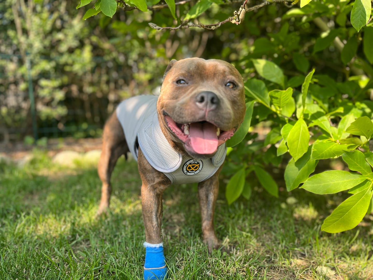 Customer photo review of Staffordshire Bull Terrier 1935® Cooling Vest - Grey