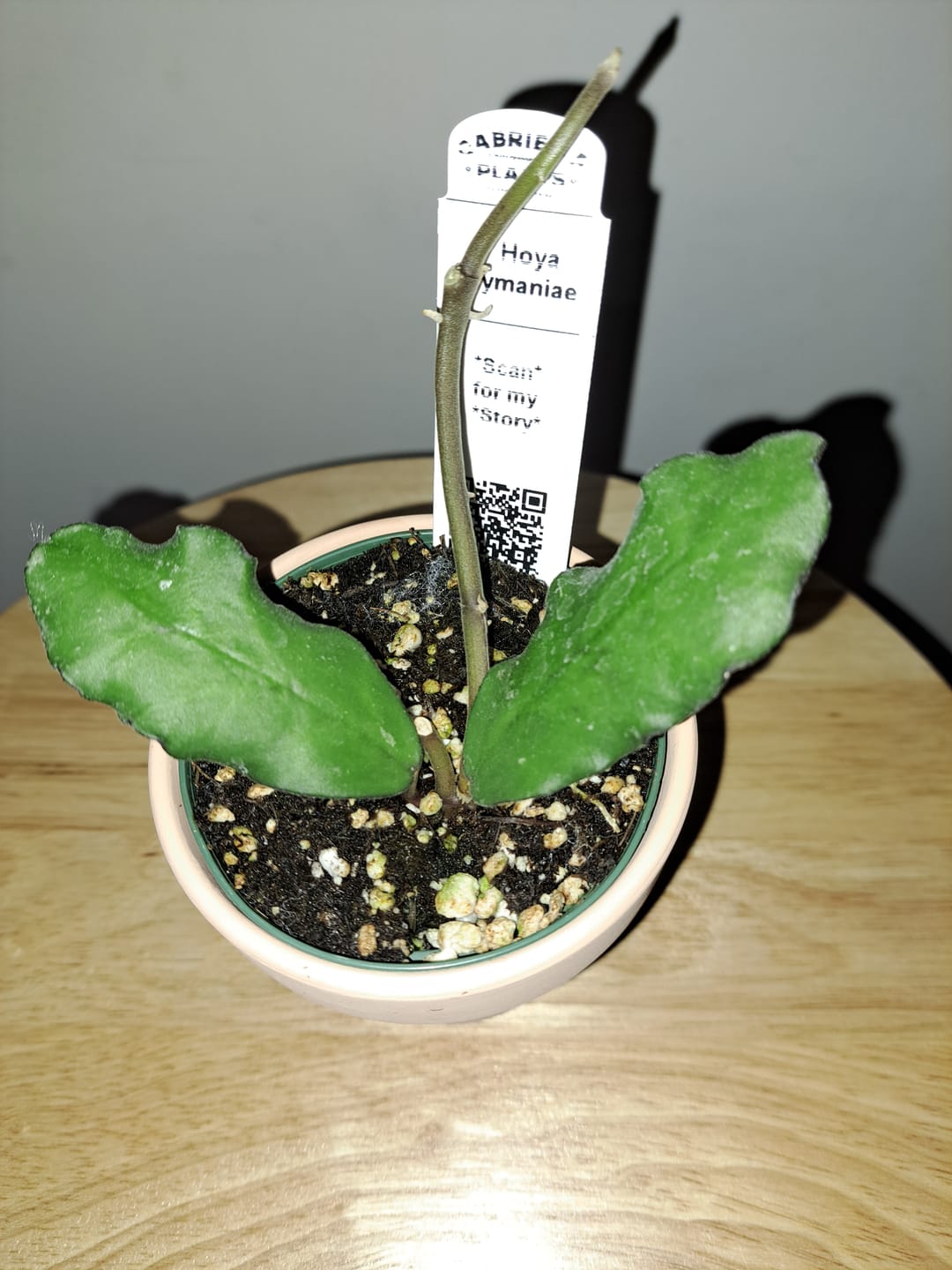 Customer photo review of Hoya waymaniae