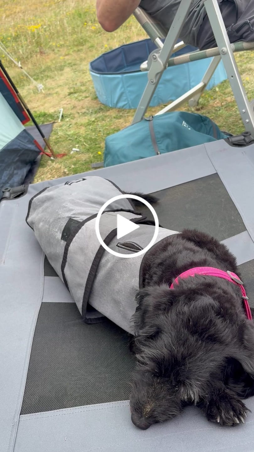 Customer video review of Luxury Dog Cooling Coat