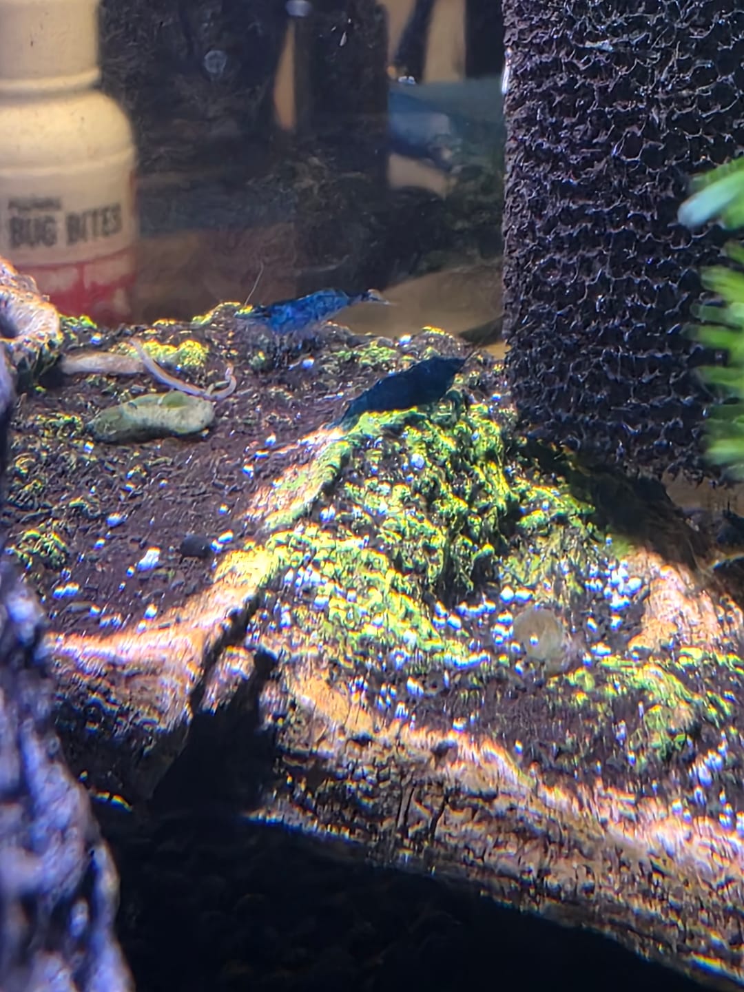 Customer photo review of Blue Dream Shrimp