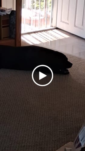 Customer photo review of Himalayan Yak Chews — 6 Flavor Variety Pack | Find Your Dog's Favorite (CA)