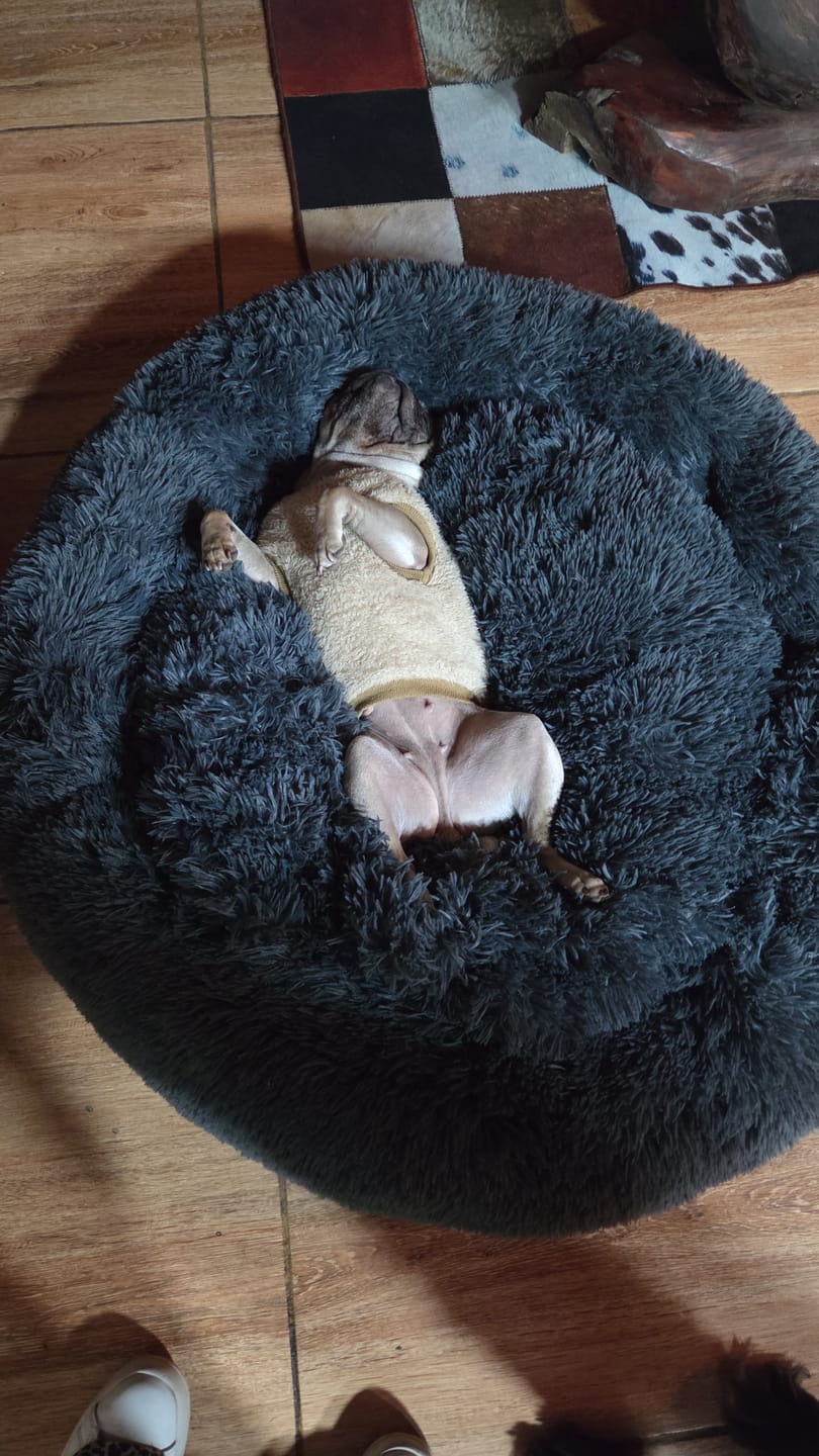 Customer photo review of Cama Anti-Estrés THE DOGS — Menos ansiedad, más descanso