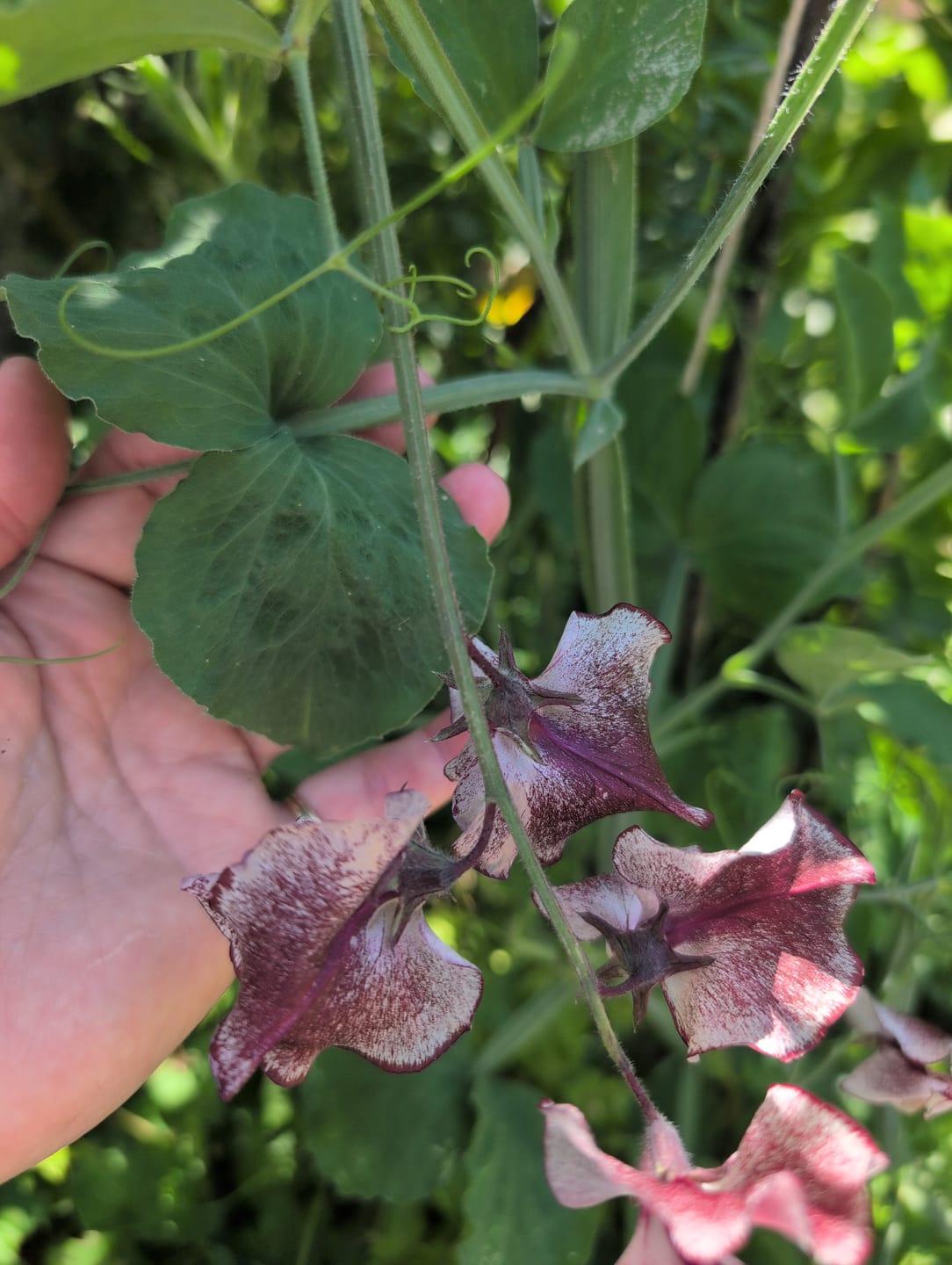 Customer photo review of Plant Juice