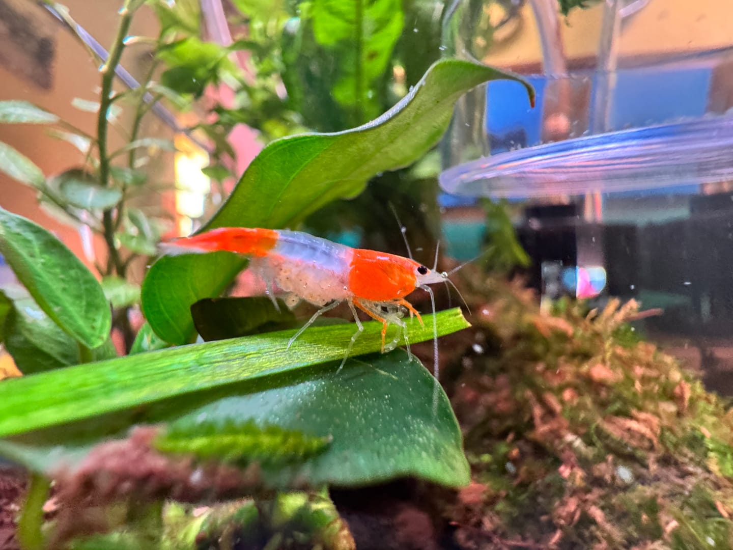 Customer photo review of Orange Rili Shrimp